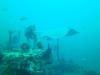 Stingray on Hyde wreck