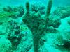 Hang Loose, Beqa Lagoon, Fiji