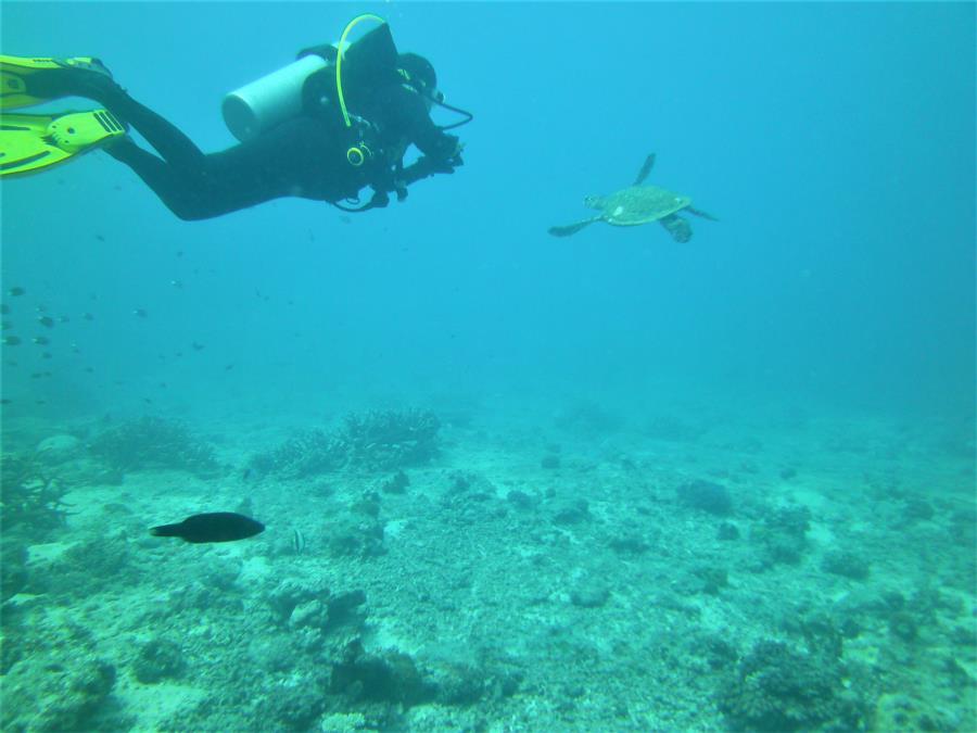 My wife and a sea turtle