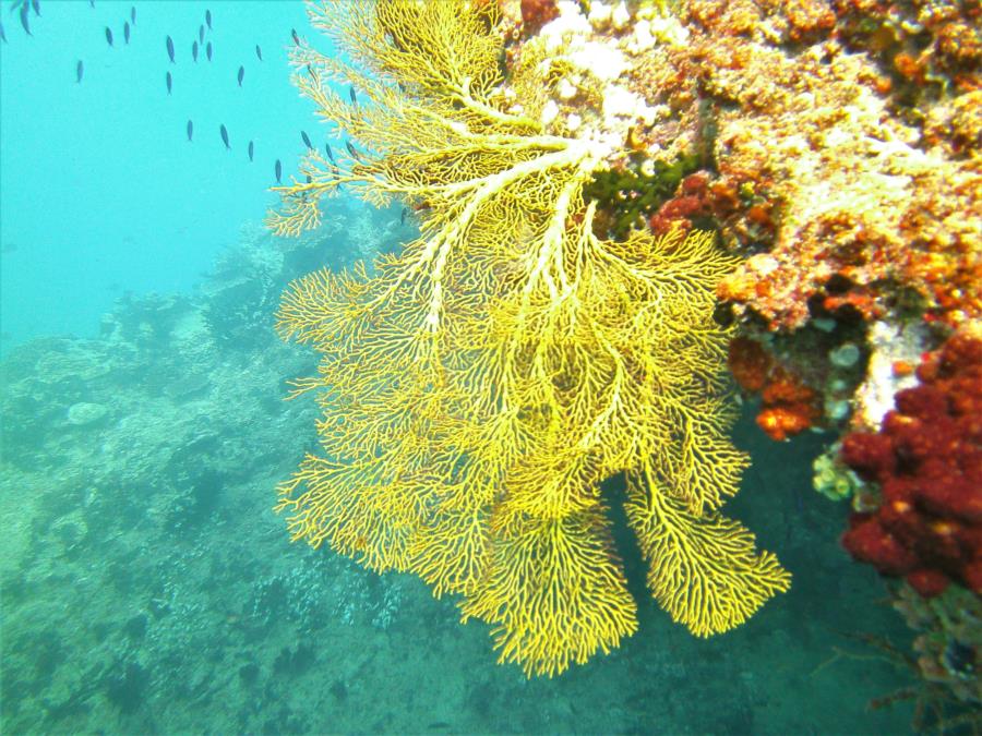 Fan Coral Beqa Lagoon, Fiji