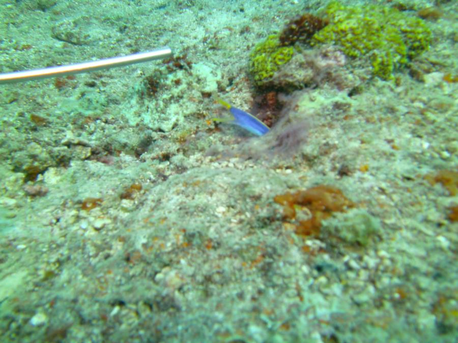 Yellow Blue Ribbon eel