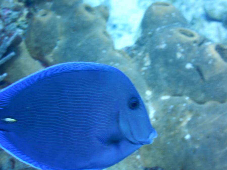 Atlantic Blue Tang, Cozumel 1-19-15