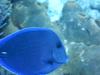 Atlantic Blue Tang, Cozumel 1-19-15