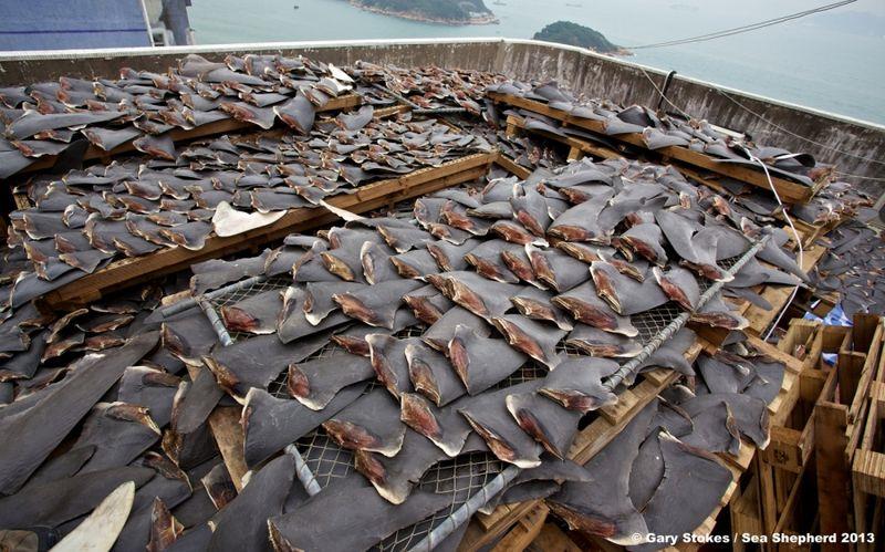 Shark finning