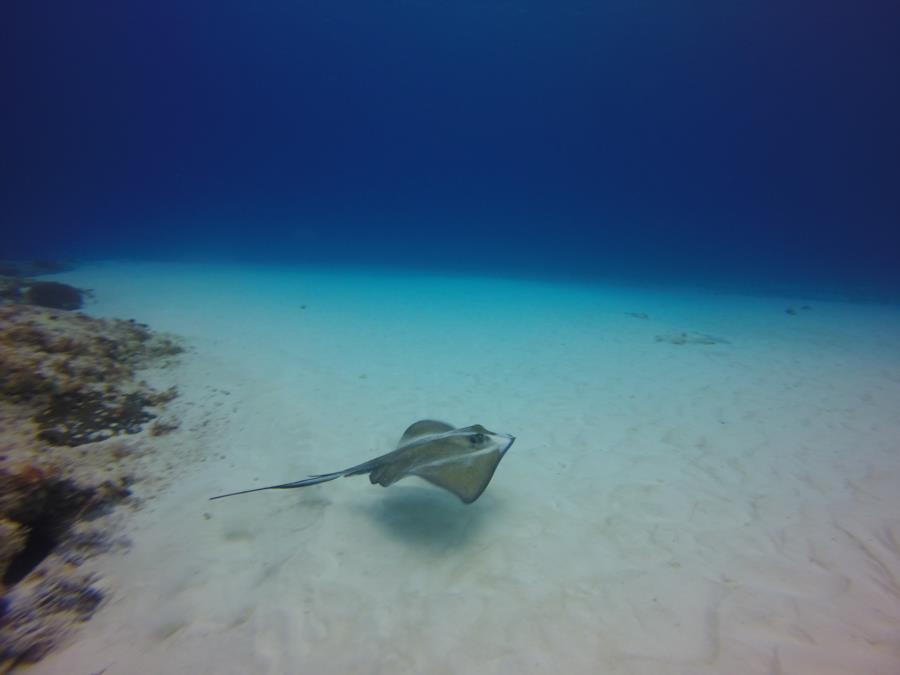 StingRay