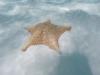 starfish@elcielo