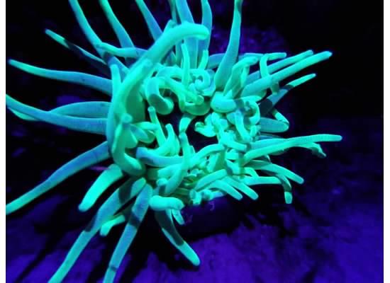 Flouro Diving in Bonaire