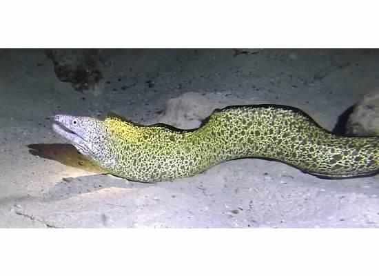 Mr Moray in Bonaire/GoPro