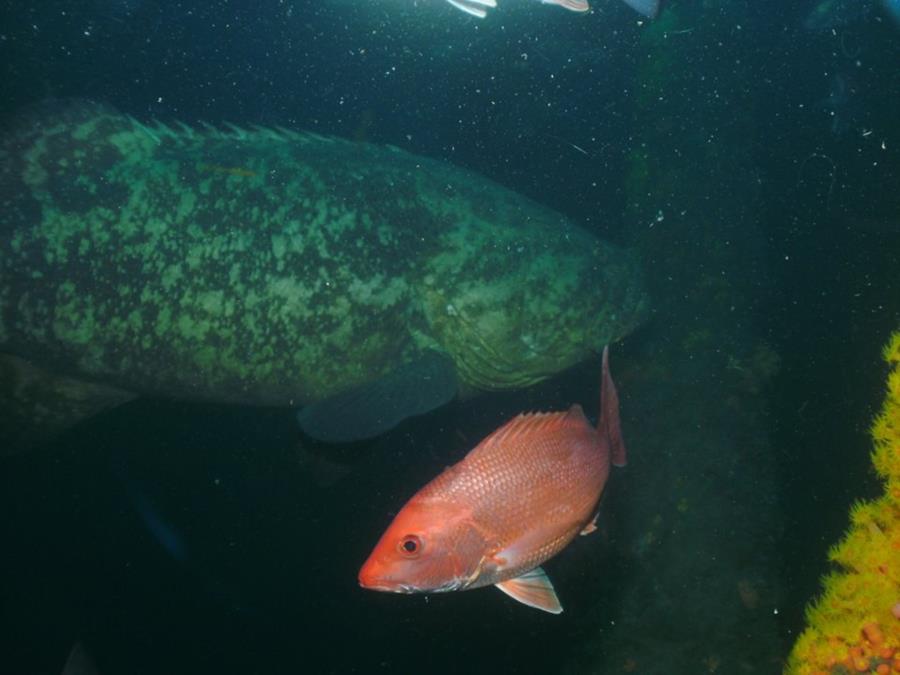 Goliath Grouple Louisiana