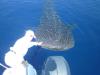 Whale Shark Louisiana