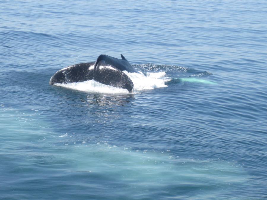 Whale Tail Louisiana