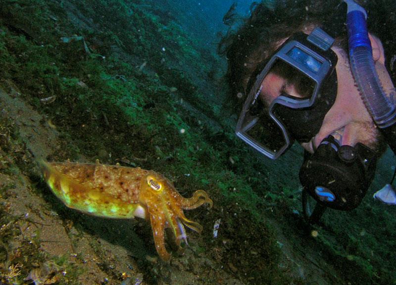 Cuttlefish Dauin