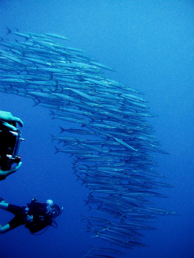 Heller’s Barracuda Puako