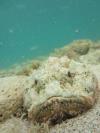 ScorpionFish