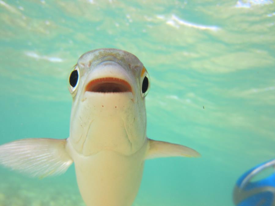 Fish smiling