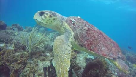 cozumel turtle