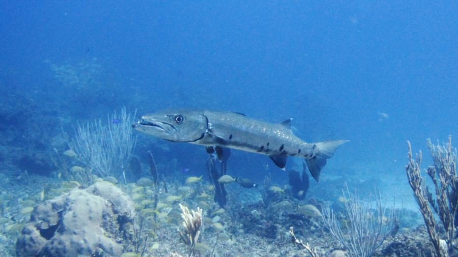 Barracuda