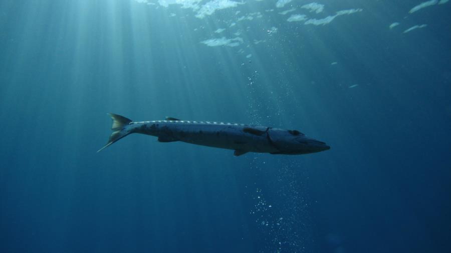 Barracuda