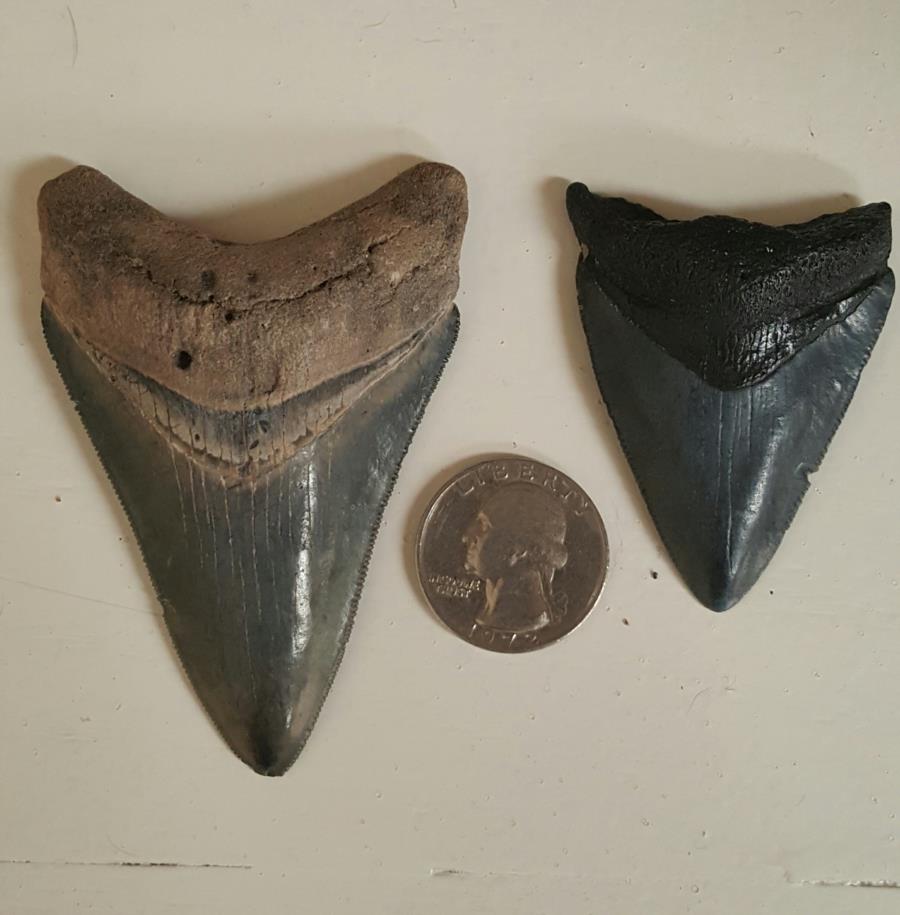 Megladon teeth from venice fl