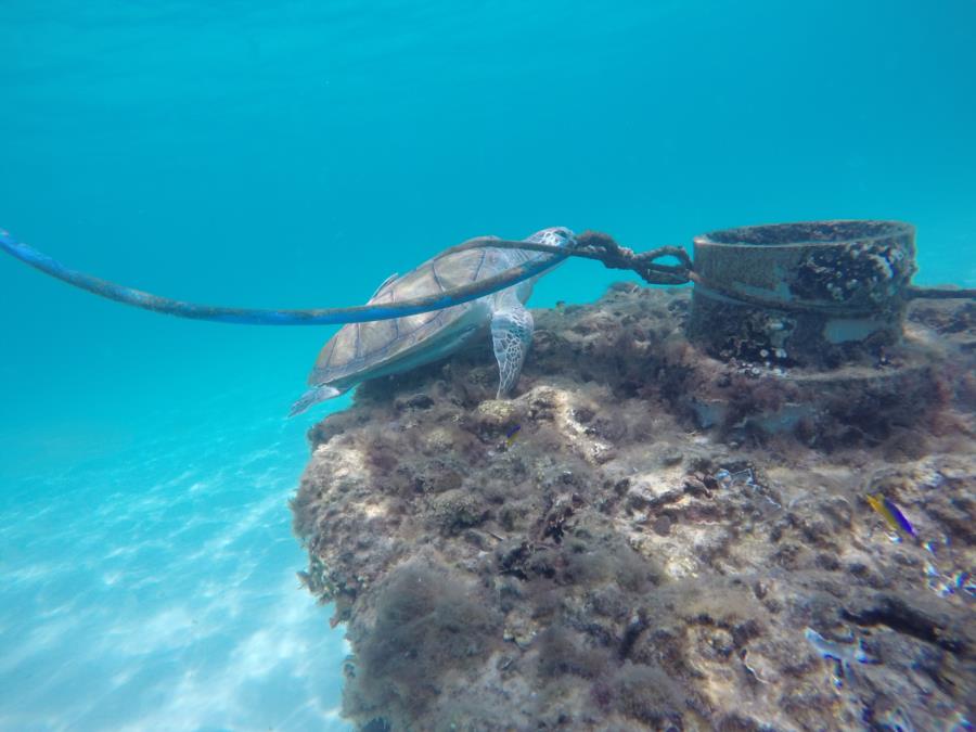 Turtle in Navarre 1