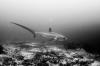 Thresher Shark-Malapascua, Philippines