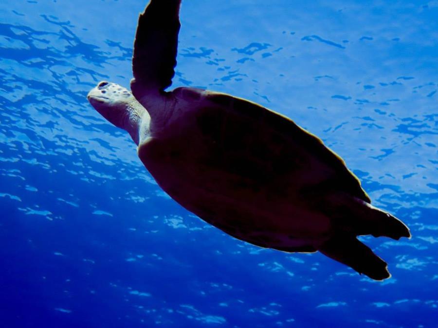 Sea Turtle-Islamorada, Florida