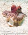 Octopus in Anilao Philippines