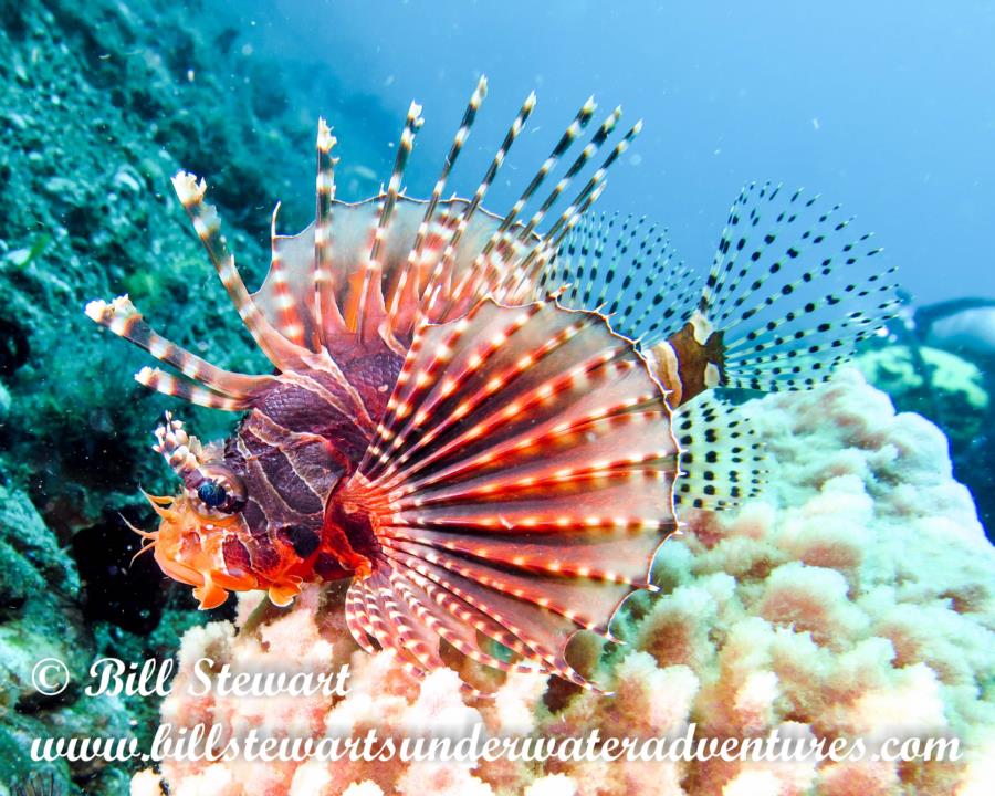 Lionfish in Anilao, Philippines