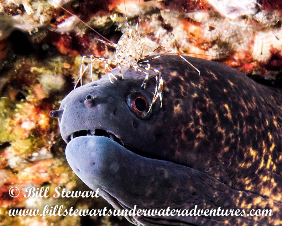 Moray Eel with Cleaner Shrimp in Anilao, Philippines