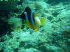 Clownfish Okinawa Japan