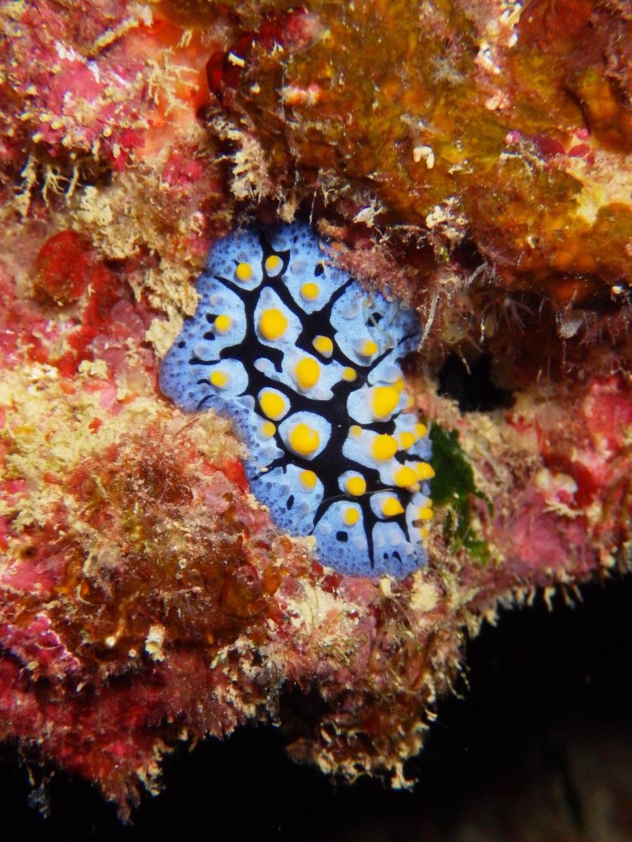 Nudibranch