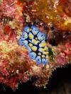 Nudibranch