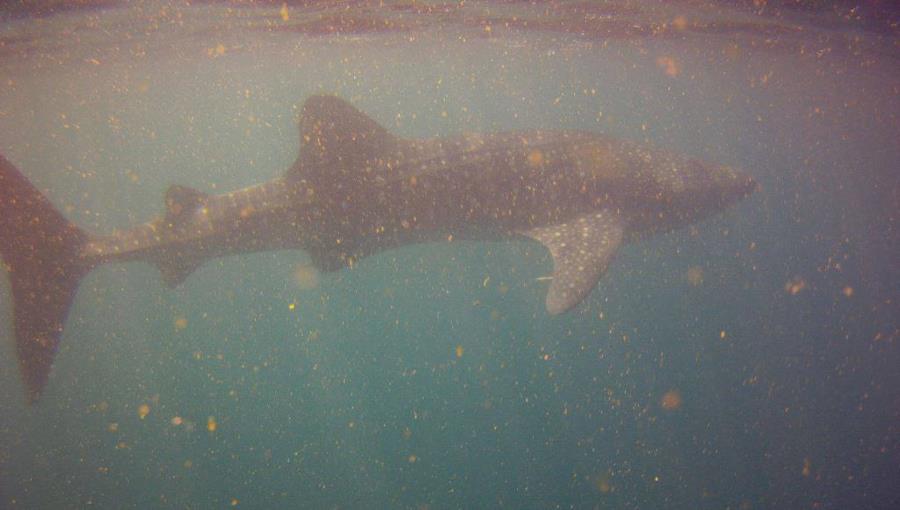 Whale Shark in Djibouti, Africa