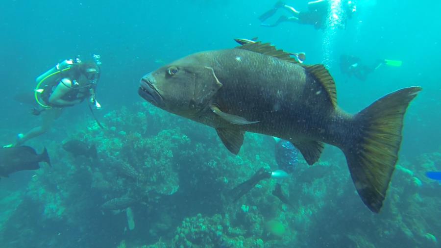 Grouper (Roatan)