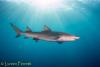 Lemon Shark catching some rays in Jupiter, FL