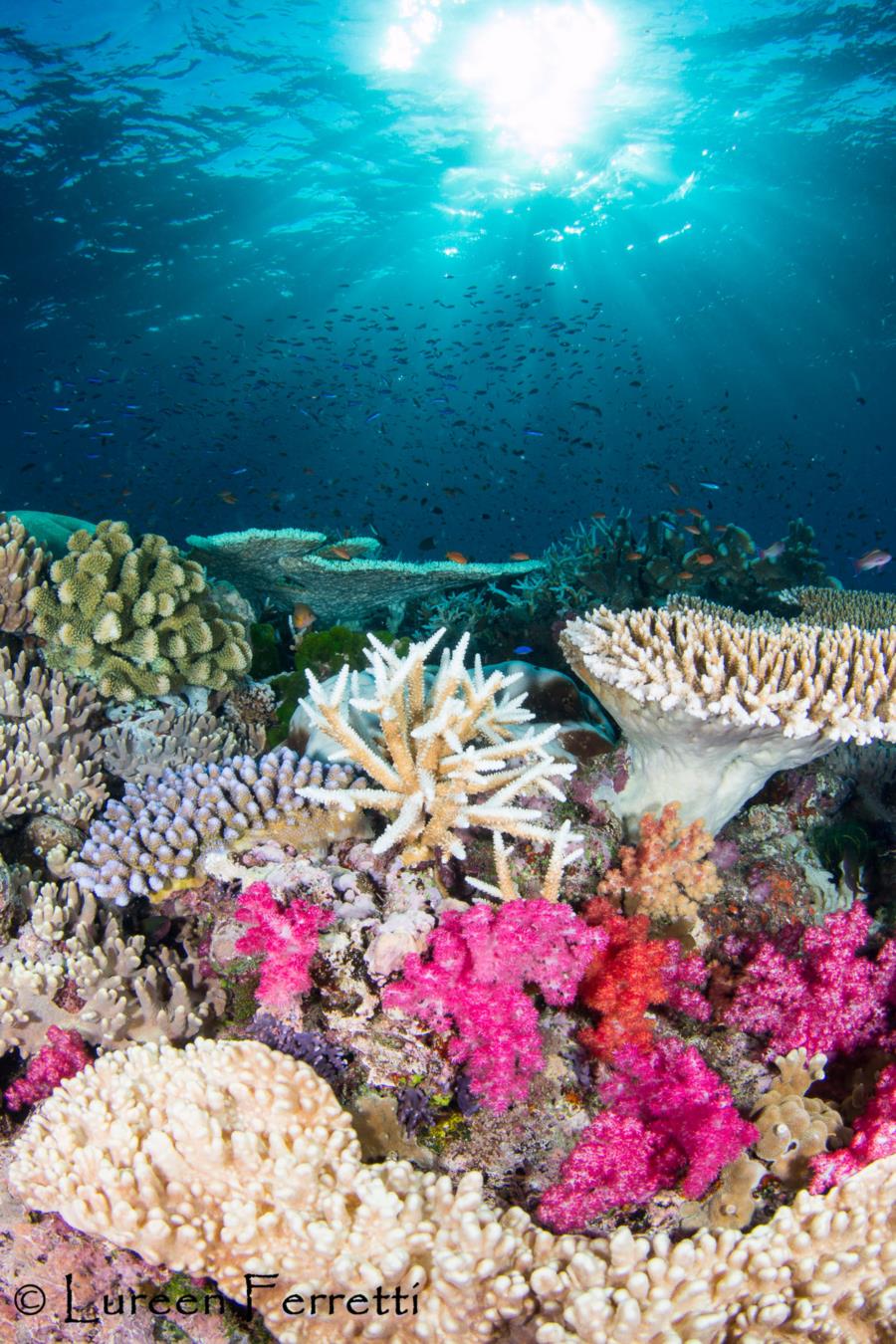 Fiji Reefscape