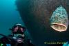 Selfie with a Goliath Grouper