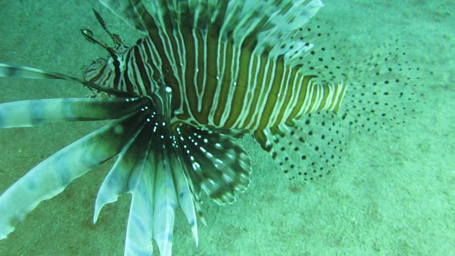 lion fish