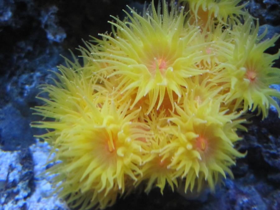 sun coral