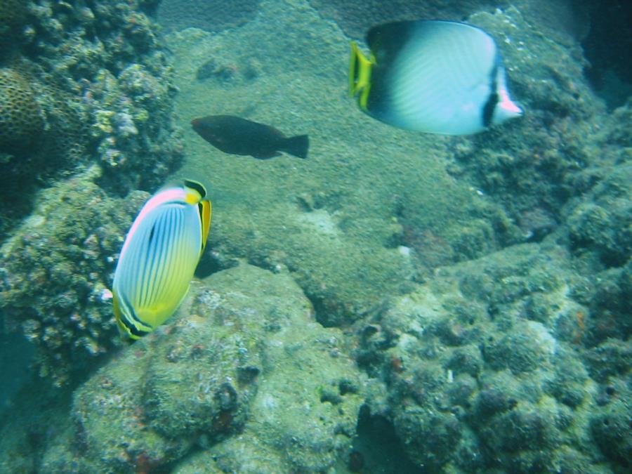 Butterfly fish