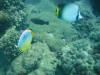 Butterfly fish