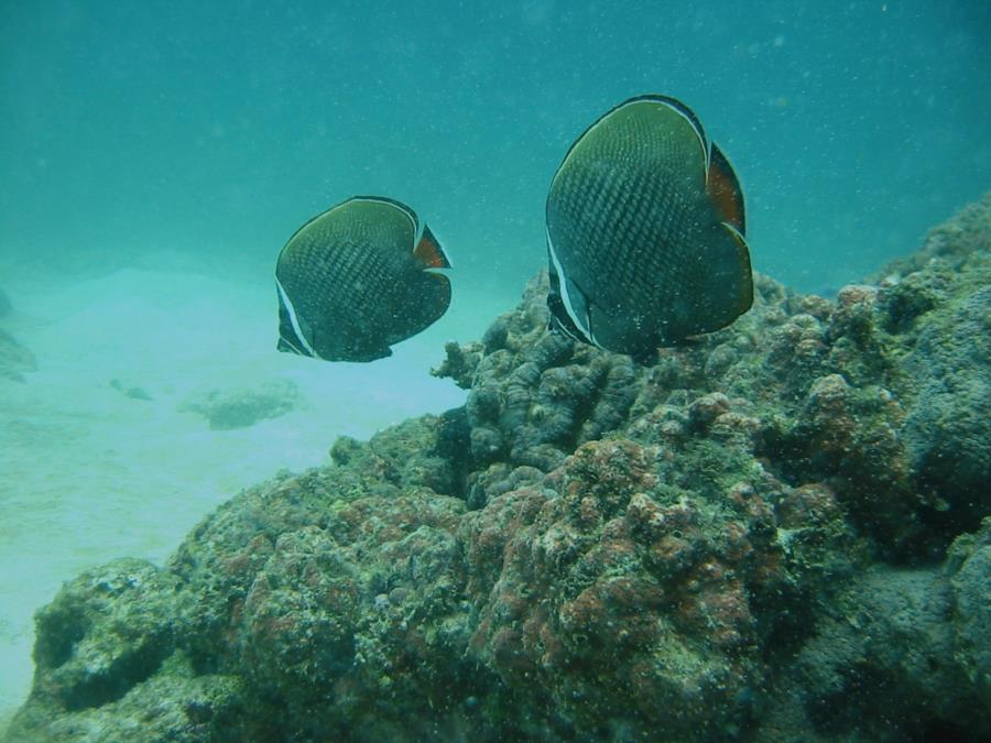 Pakistani Butterfly fish pair