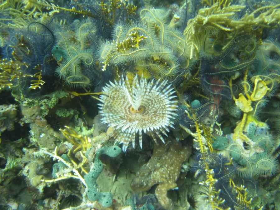 Fether Duster and Sea Stars