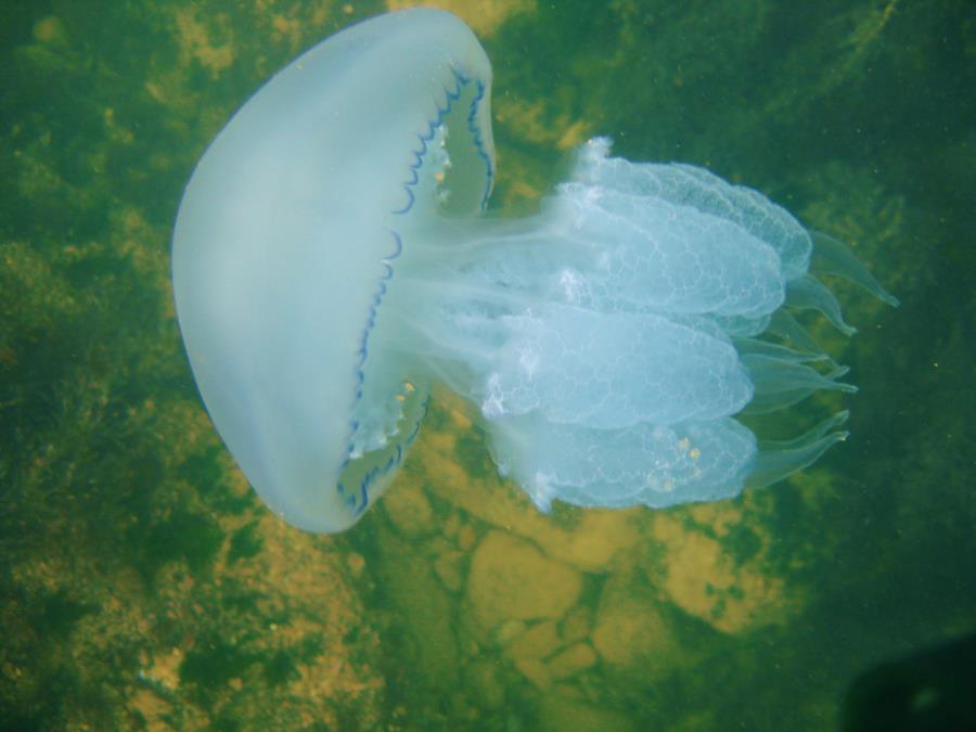 Jelly fish