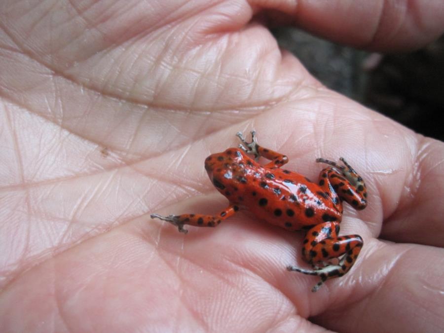 Red Dart Frog