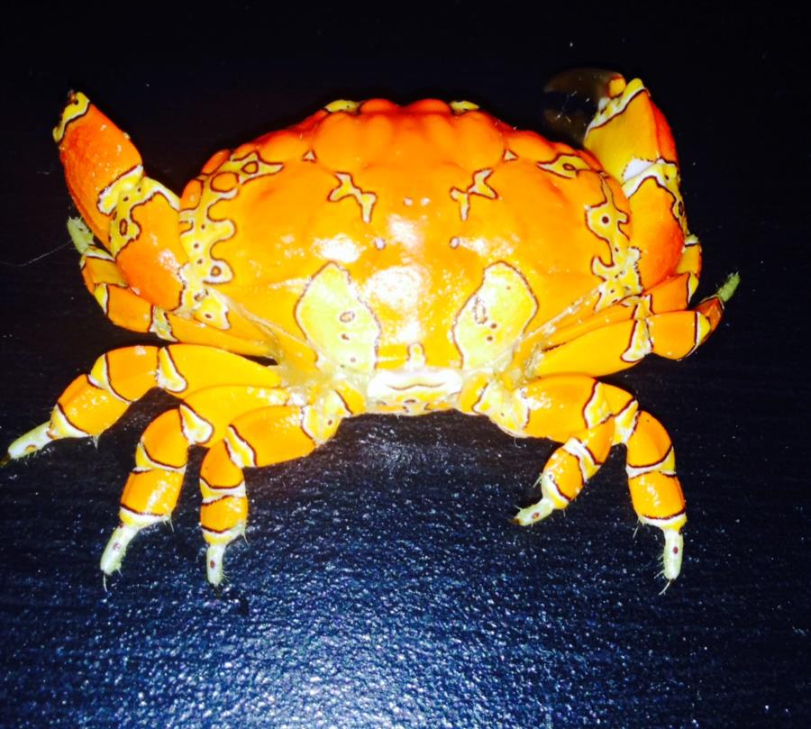 Clown crab