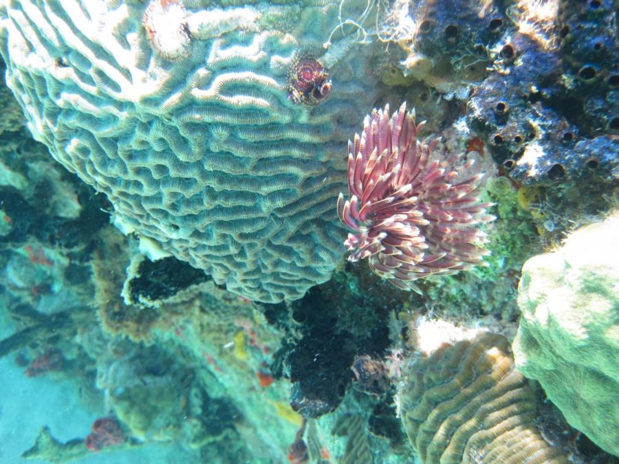 Fan and Christmas tree worms on brain coral.