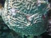 Christmas tree worms on brain coral