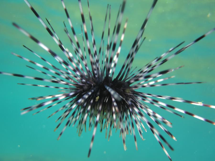 Sea Urchin