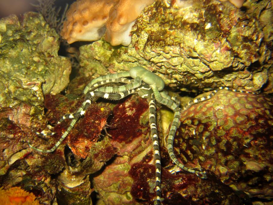 Sea stars making love